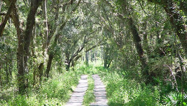 Withlacoochee State Forest