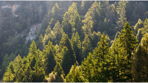 Can You Cut Down A Holiday Tree in Nature