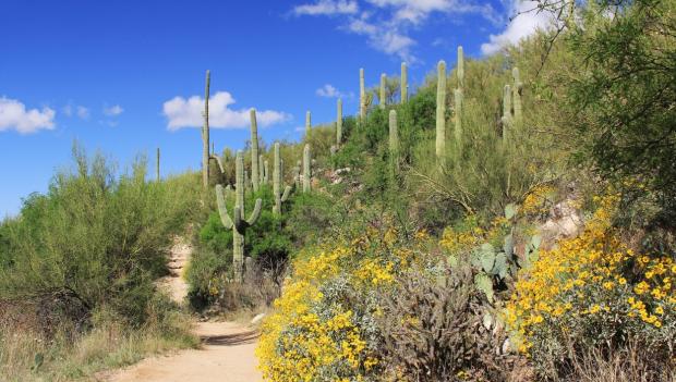 Arizona wildflower hikes