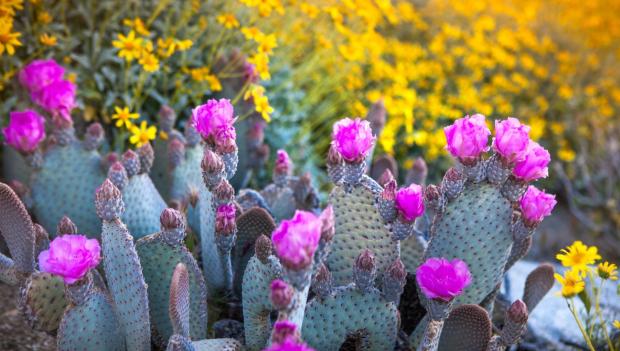 Best Wildflower Hikes USA West