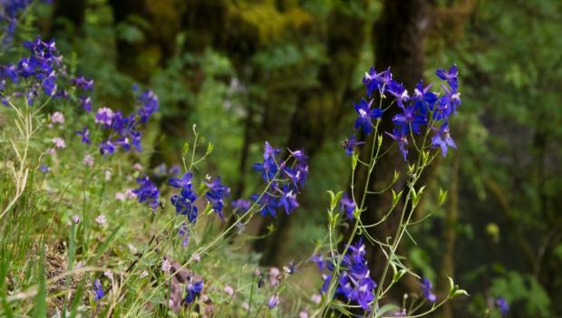 West USA best wildflower hike regions