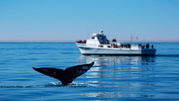 Whale watching in Florida