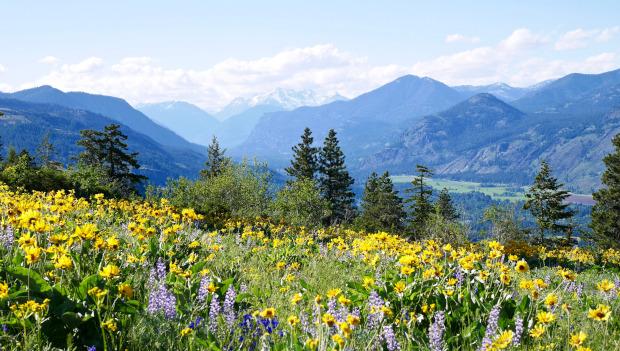 5 Great Places to View Wildflowers