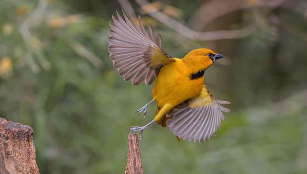 Wildlife Photo Category Contest Winner