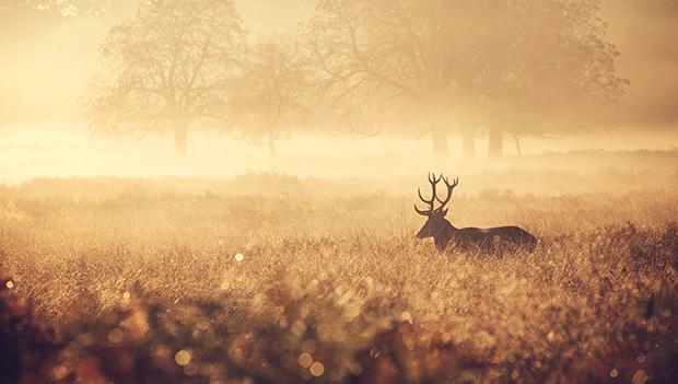 Tracking deer on a foggy morning