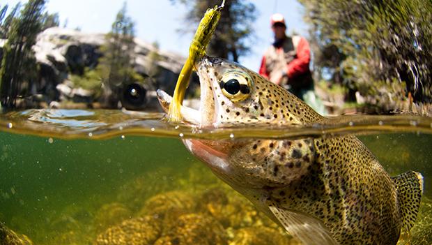 California Trout Fishing