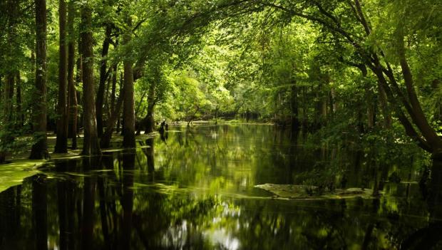 Merchants Millpond State Park