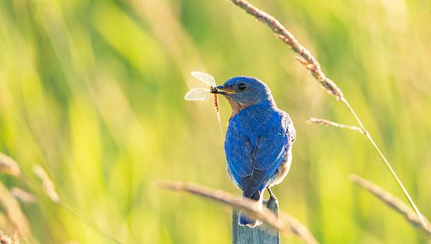 6 Spring Locations for Birdwatching