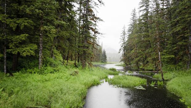 Point Bridget State Park Alaska