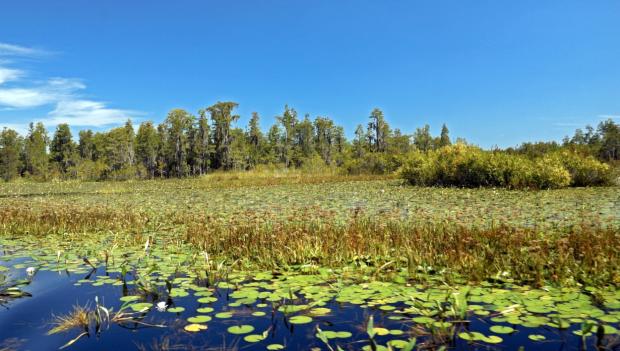 America’s 9 Best Swamp Adventures