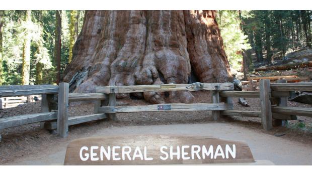 General Sherman Tree