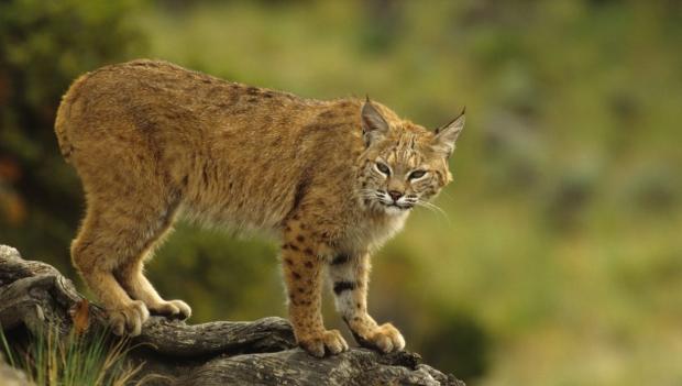 Bobats at lake whitney state park