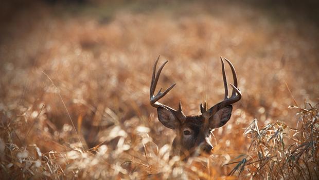 Deer at Itasca State Park