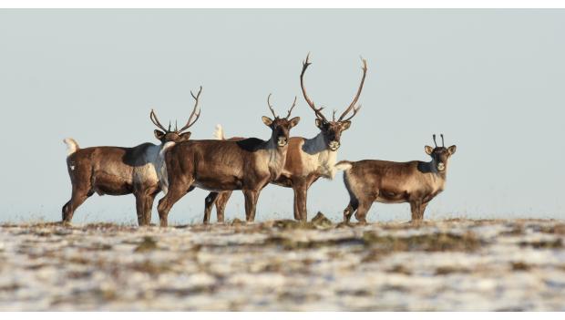 Caribou at Chena River State Recreation Area