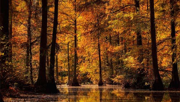 Trap Pond State Park