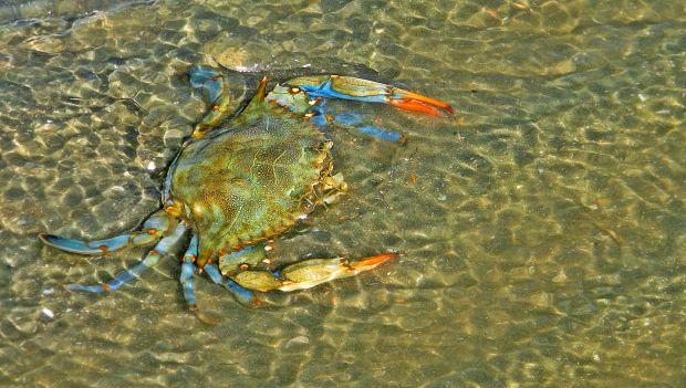 Buccaneer State Park Mississippi