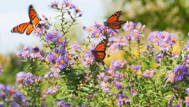 Kentucky wildflower hikes