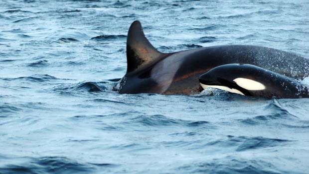 Whale watching in Oregon