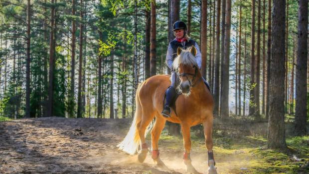 Florida Forest Horseback Riding