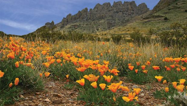 Picturesque Campgrounds for Spring Wildflower Viewing