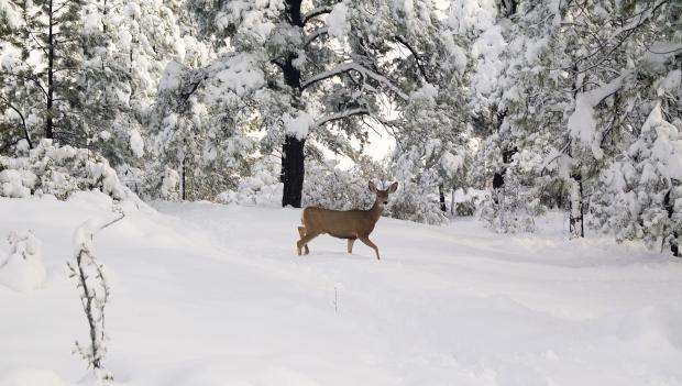 State Forest State Park