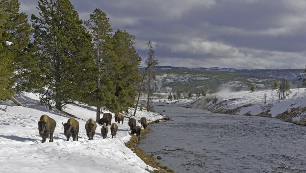 Best Places to See Winter Wildlife