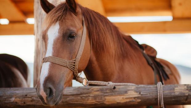 9 Equestrian Campgrounds for Horseback Riding