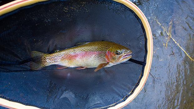 Trout fishing in Oregon