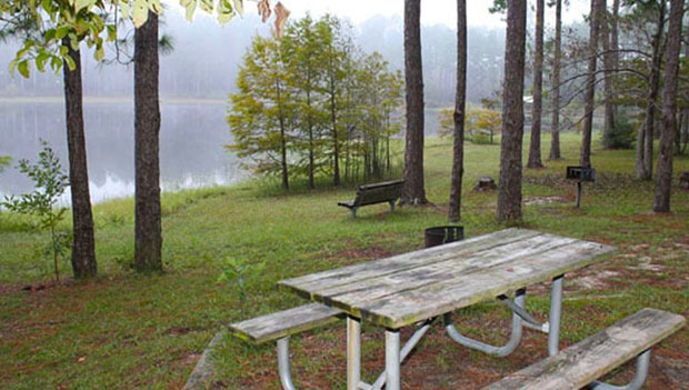 Escape to Florida’s Panhandle: Two State Forests Worth the Trip